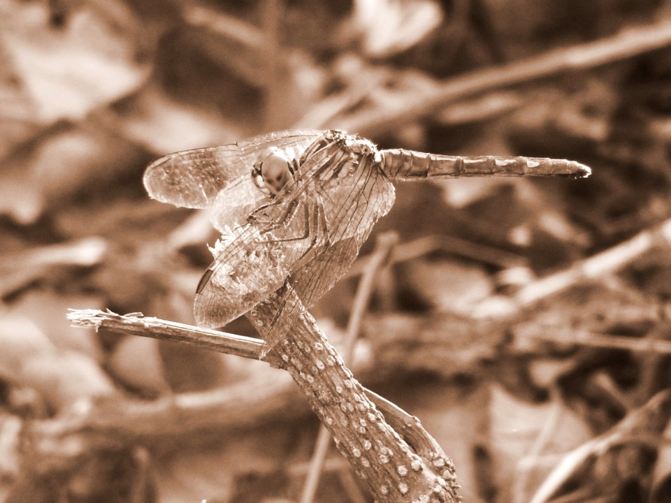 DSCN1406