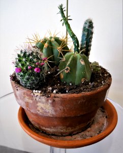 Cactus in bloom photo