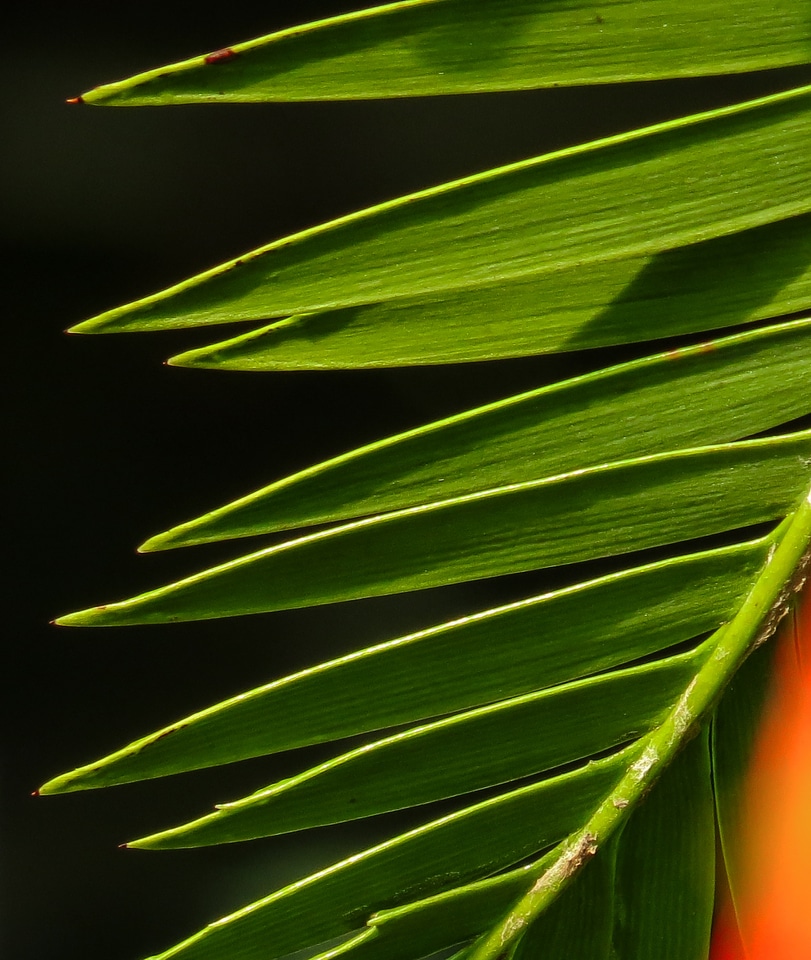 Background structure green