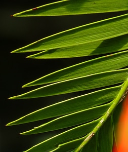 Background structure green
