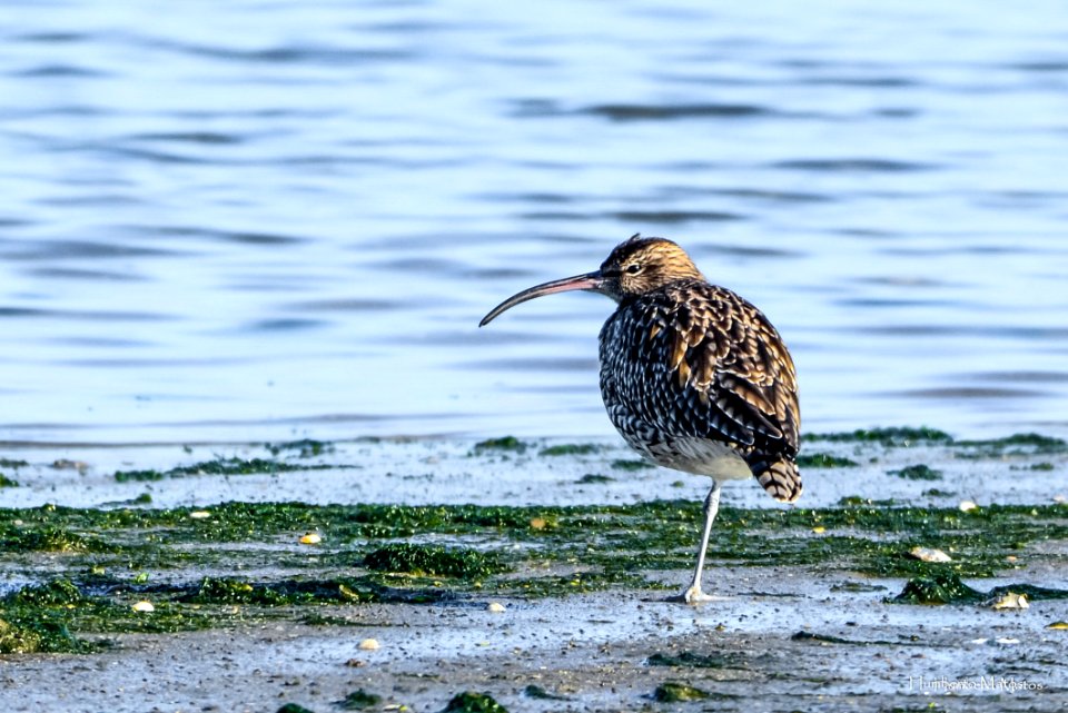 Maçarico-galego (Numenius phaeopus)
