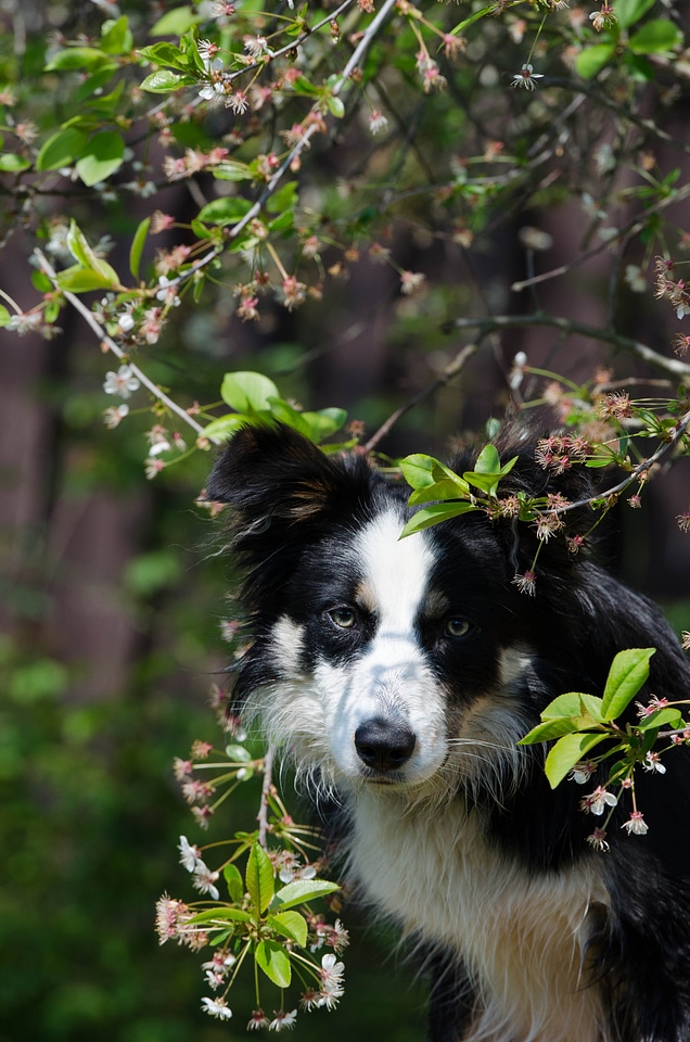 Border collie portrait cherry tree