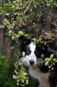 Border collie portrait cherry tree