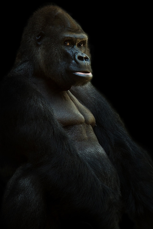 Animal monkey imposing