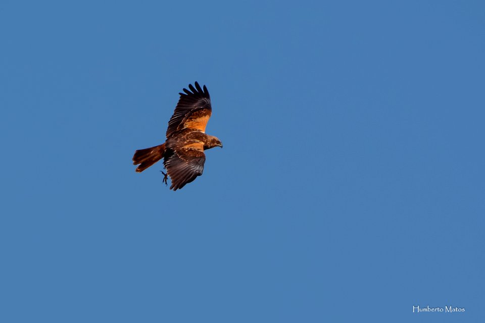 Tartaranhão-ruivo-dos-pauis ou Águia sapeira Circus aeruginosus