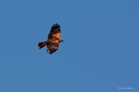 Tartaranhão-ruivo-dos-pauis ou Águia sapeira Circus aeruginosus