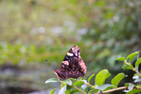 Madama Butterfly #1
