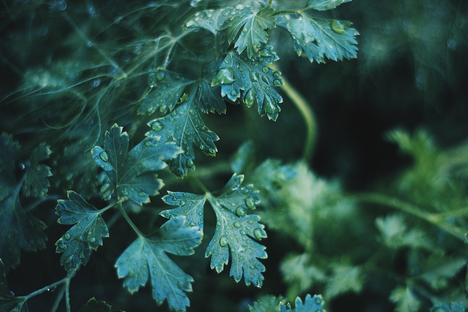 Lovage growth gardening