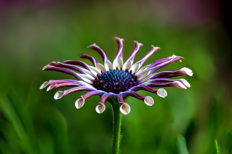 Flor fotostacking