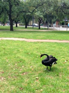 Black Swan, Pinky Flat photo