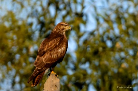 Aguia-de-asa-redonda ou Bútio-comum  (Buteo buteo)