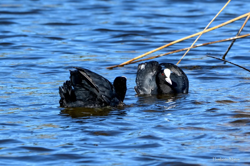 Galeirão-comum (Fulica atra)