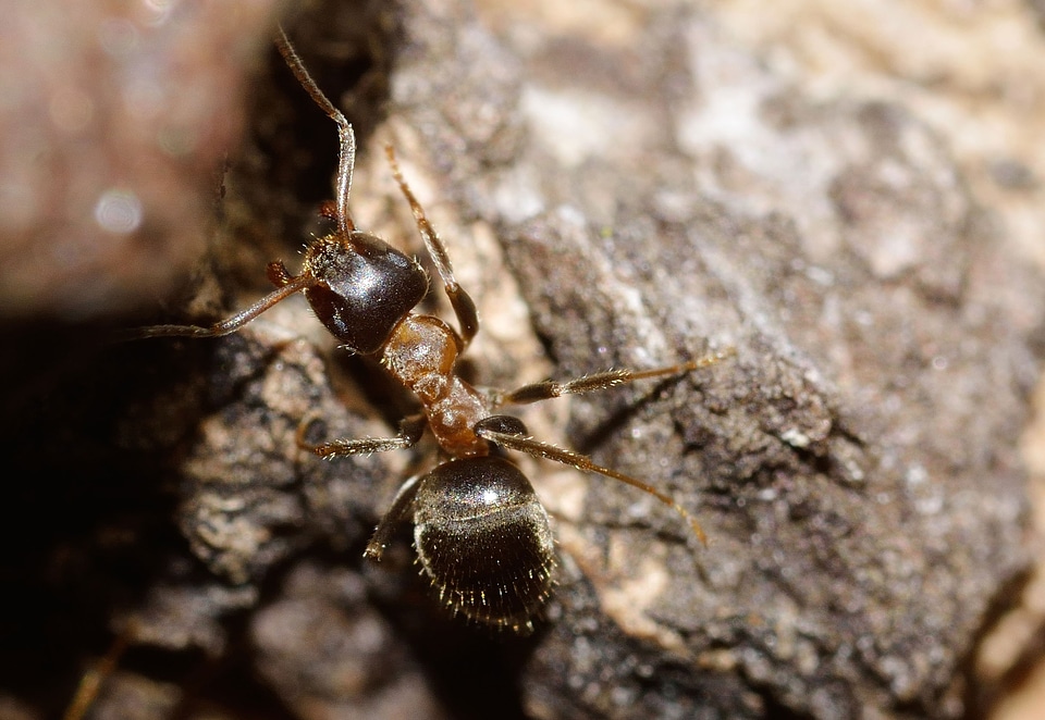 Insects hymenoptera ant