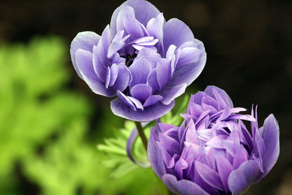 Bloom spring blossom