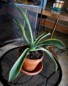 Agave that got a new lease on life photo