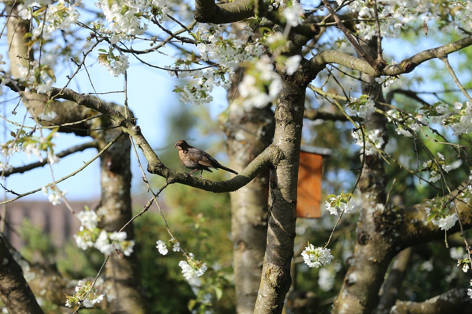 Bill worm songbird