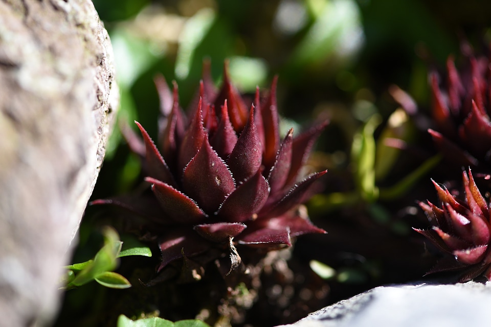 Stone garden garden nature