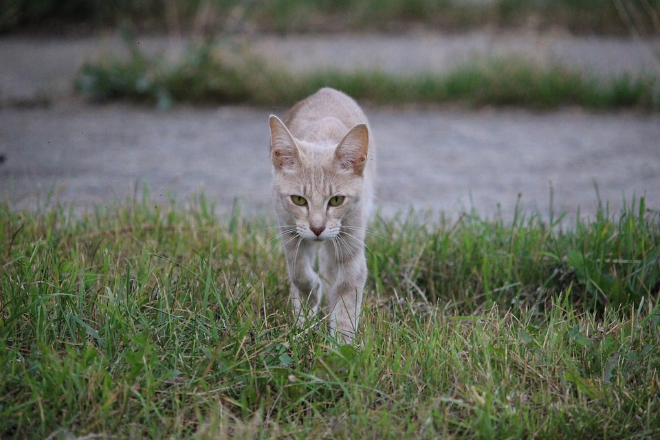 Siamese cat felidae pet