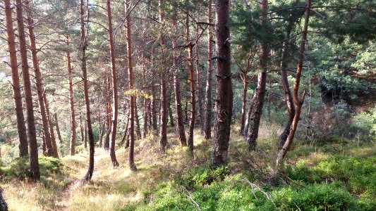 Llanaves de la Reina (León)