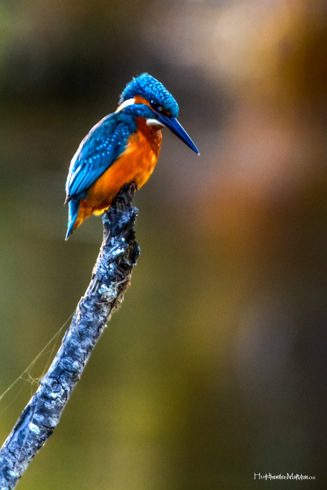 Guarda-rios (Alcedo atthis)