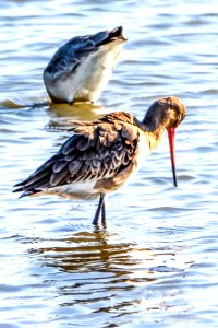 Maçarico-de-bico-direito ou milherango (Limosa limosa)