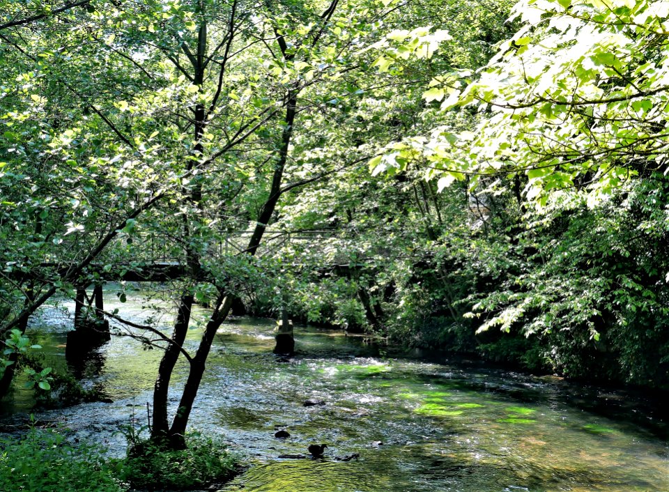 A l'ombre des arbres