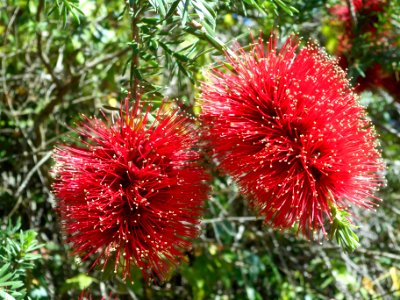 Bottlebrush