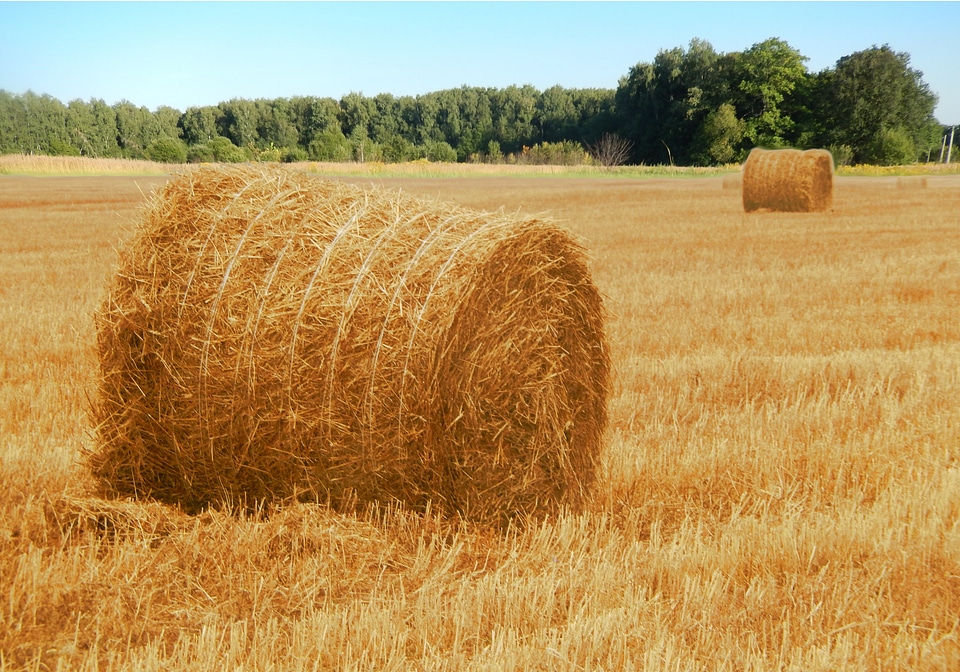 Field nature autumn