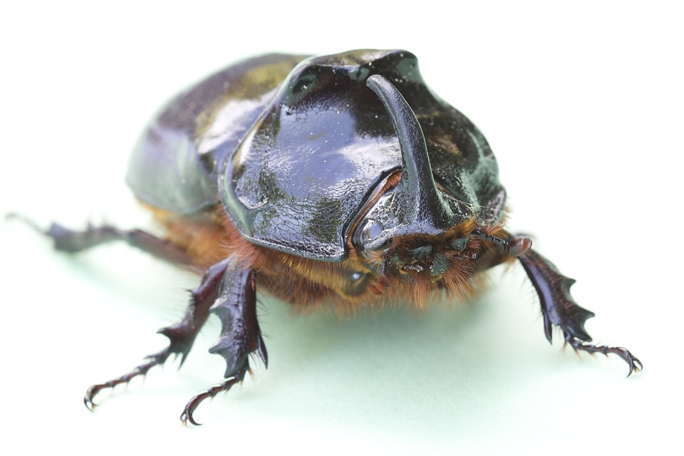 Nature beetle threatened