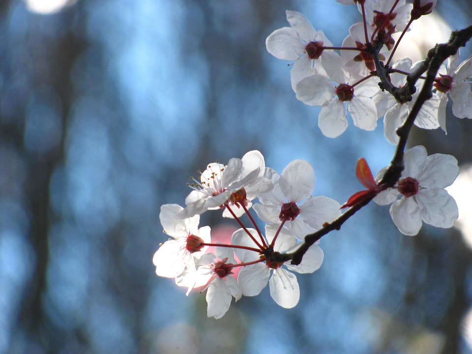 Spring flower sakura photo