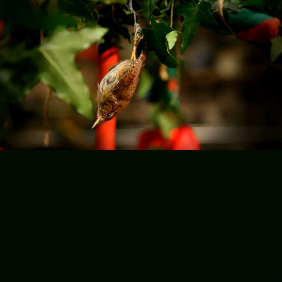 Hunt the Wren advert template 2