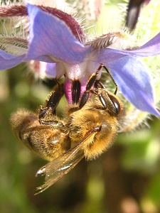 Honey honey bee forage photo