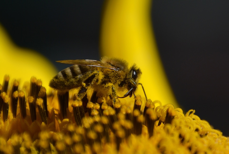 Close up insect plant