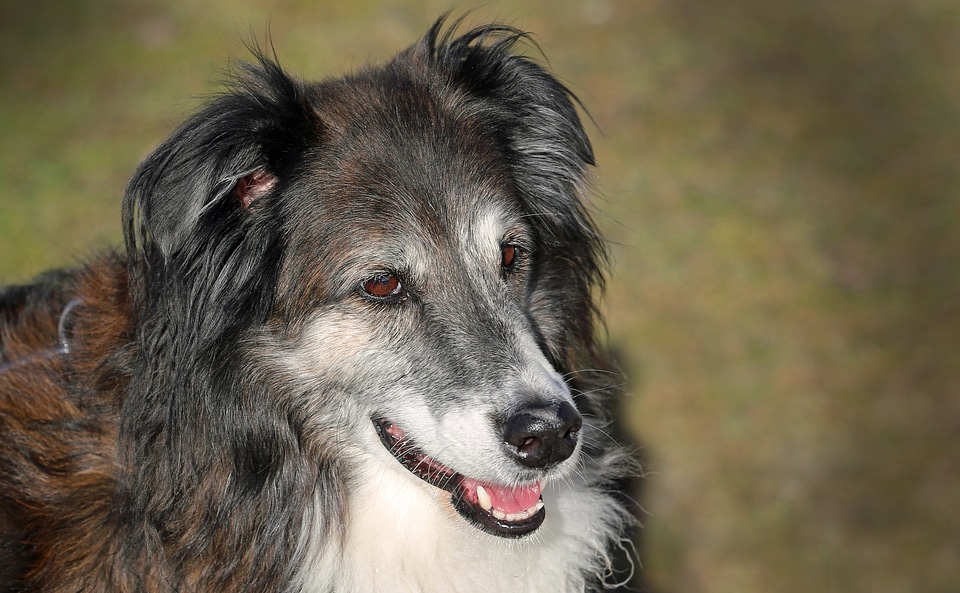 Pet animal portrait face