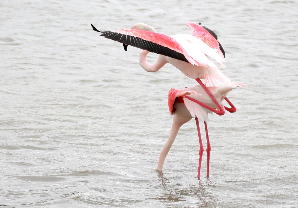 Stéphanie Baumard - Flamants roses (phoenicopterus roseus) - camargue