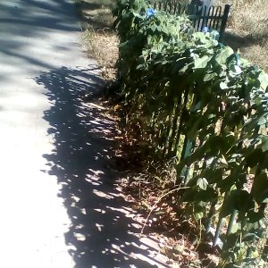 The Walk to Joan's Pantry