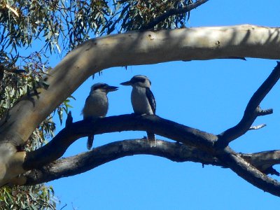Two kookaburras