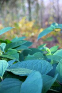 CAMILLE MORENOS - Verdure photo