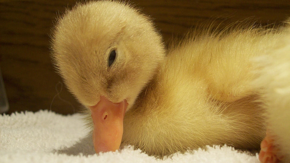 Cute yellow bird