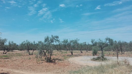 Olivar en Valencina de la Concepción, Sevilla photo