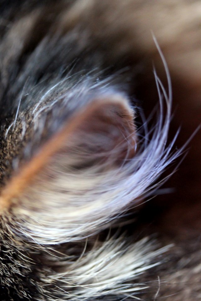 CAMILLE MORENOS- Oreille de chat
