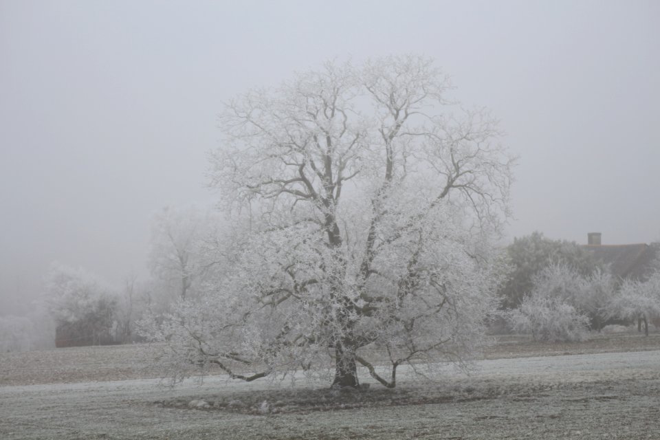 arbre givre - Stéphanie Baumard