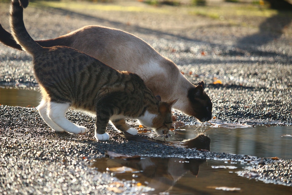 Gravel water siamese cat