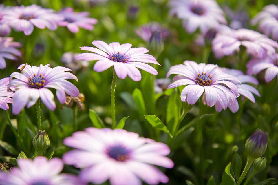 Flower plant environment