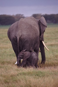 Wildlife nature africa