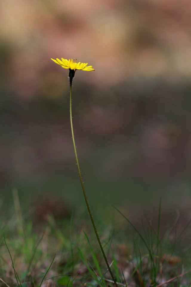 Stéphanie-Baumard-Pissenlit
