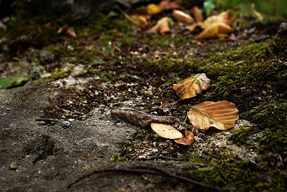 Forest floor beech wood beech leaves