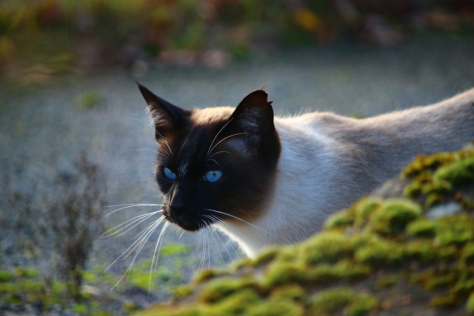 Felidae eyes blue eye