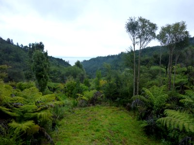 looking toward Firth of Thames