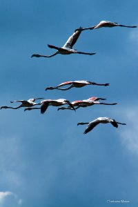 Flamingo (Phoenicopterus roseus)